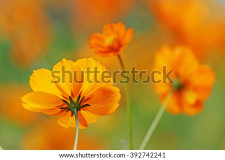 Three orange flowers, summer flowerbed, sunny day