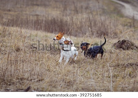Dogs are playing in the park on a meadow. Spring day. Breed Dogs basenji, jack russell, dachshund