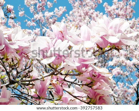 Branch of Magnolia Blossoms in spring in Washington DC, USA