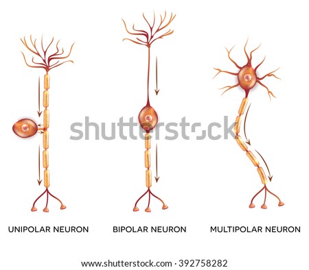 Neuron types, cells that is the main part of the nervous system. 