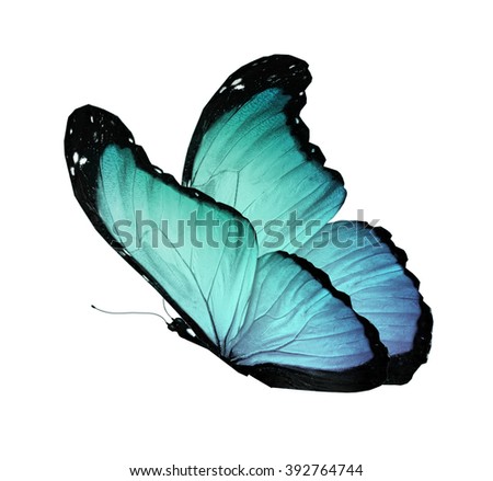 Color butterfly on white background