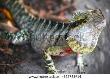 lizard sunbathing in Brisbane, Australia
