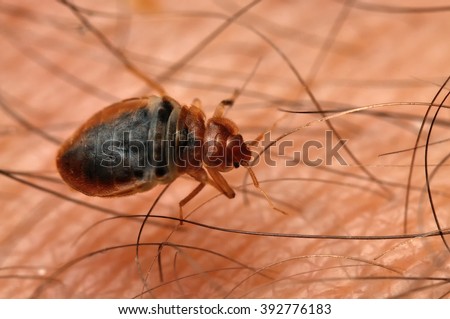 Bed bug Cimex lectularius on human skin.