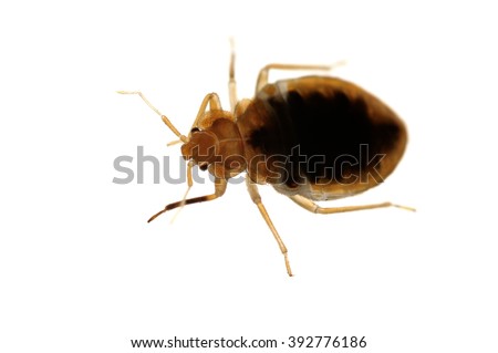 Bed bug Cimex lectularius isolated on white.