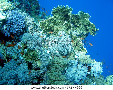 Underwater world. Red sea. Egypt