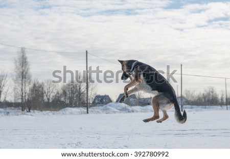 German shepherd dog jumping in snow outdoor. Winter background.