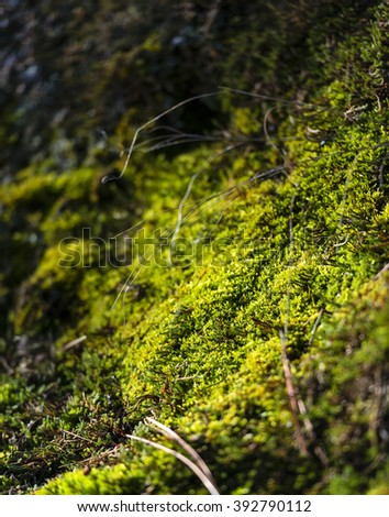 Vibrant green moss and pine needles