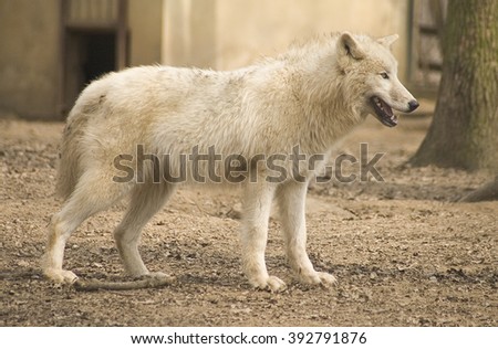 White wolves in the zoo