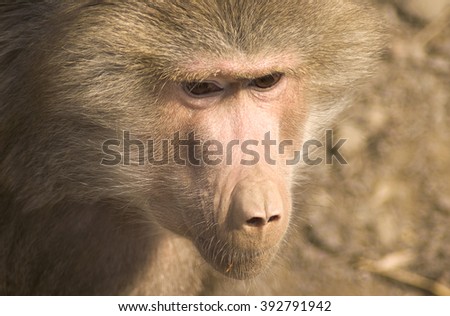 Baboon in a zoo