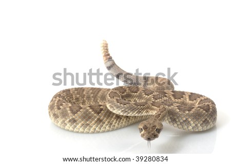 Dwarf Mojave rattlesnake (Crotalus scutulatus) isolated on white background Royalty-Free Stock Photo #39280834