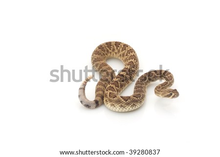 Dwarf Mojave rattlesnake (Crotalus scutulatus) isolated on white background Royalty-Free Stock Photo #39280837
