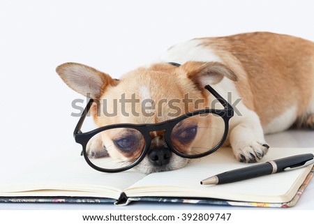 Chihuahua dog wear eyeglasses working with notebook and pen on working table white isolated background.