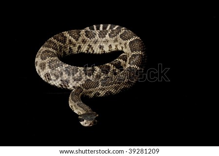 Eastern Diamondback Rattlesnake (Crotalus adamanteus) isolated on black background.