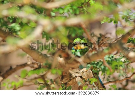 European Bee-eater - African Tropical Wild Bird Background - Hiding Greens