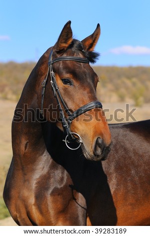 Portrait of beautiful bay horse