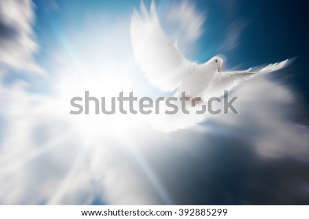Haven Funeral Background Royalty-Free Stock Photo #392885299