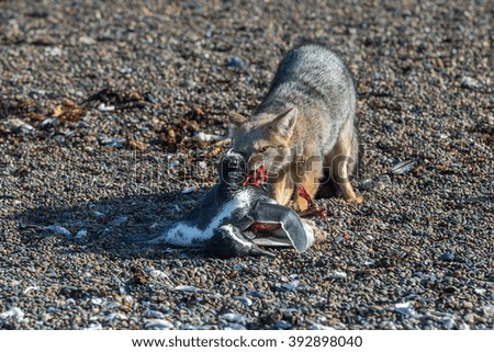 grey fox eating a penguin and fighting