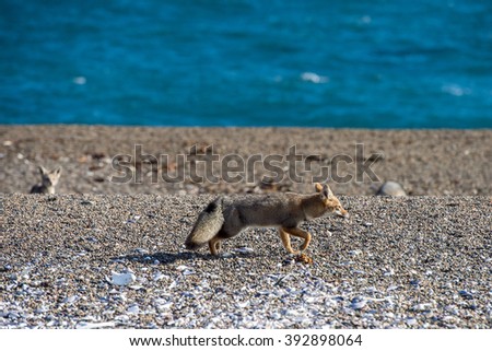 grey fox eating a penguin and fighting