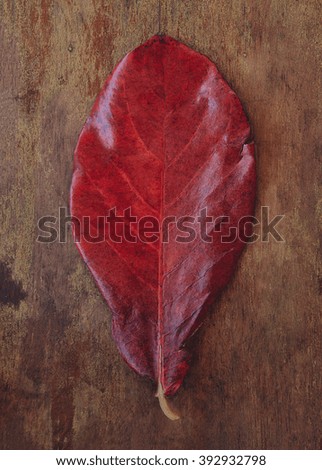 autumn red leaf on a wooden background