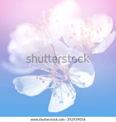 Spring apple blossom, flowers over a light pink and blue background