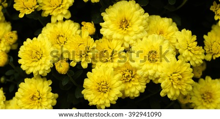 Yellow Daisy 