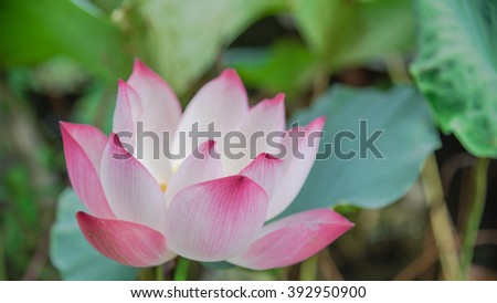 Close-up view blooming pink lotus flower (or Nelumbo nucifera Gaertn, Nelumbonaceae, sacred lotus) cultivated in water garden. Lotus is national flower of India and Vietnam. Nature flower background.
