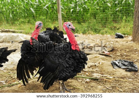 
Turkeys on a farm