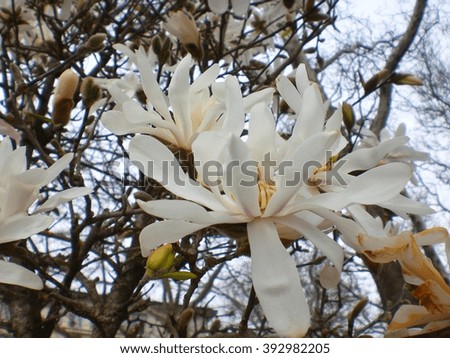 White magnolia in the streets of the town in spring. 