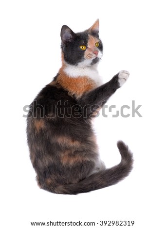 cat with the raised paw on a white background