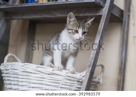 small gray white kitten with blue eyes on the basket