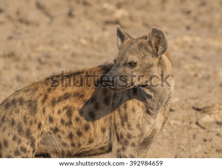 Spotted hyena, South Luangwa National Park, Zambia, Africa