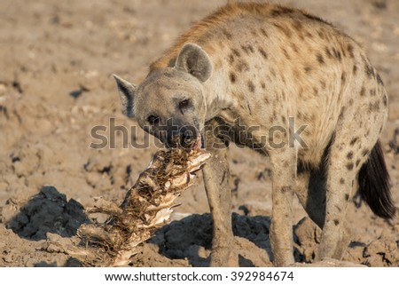 Spotted hyena chewing on a carcass, South Luangwa National Park, Zambia, Africa