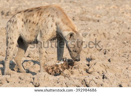 Spotted hyena chewing on a carcass, South Luangwa National Park, Zambia, Africa