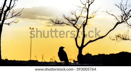 Crow standing on the sign during the sunset reverse light image for design, Horizontally cropped image