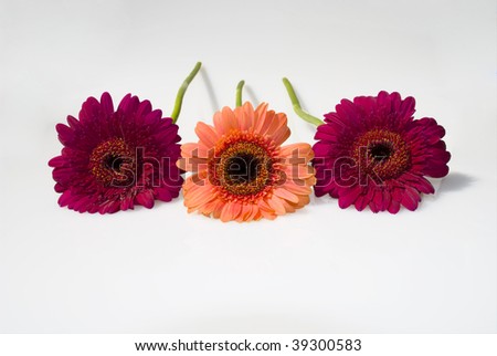 Gerbera on a white background isolated from the background
