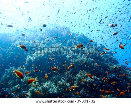reef swarming