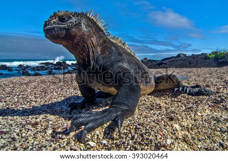 Galapagos Marine Iguana Royalty-Free Stock Photo #393020464