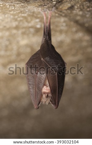 Bizarre horseshoe bat covered by wings, hanging on the top of the cave while hibernating. Wildlife photography.