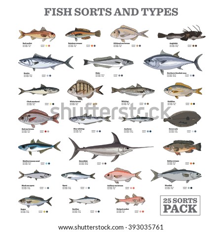 Twenty five different fish sorts and types. Colored vector illustrations.