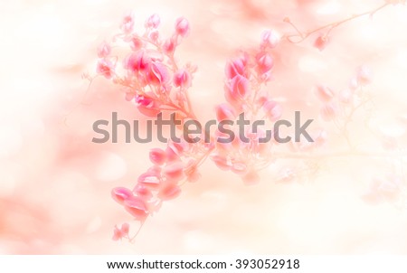 Abatract.Sweet color pink flowers in bokeh texture soft blur for background.