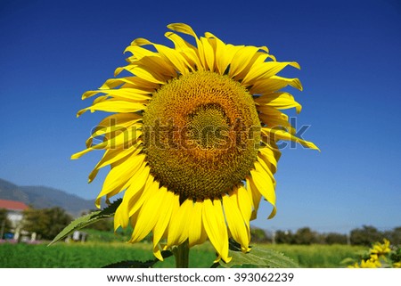 sparkling   splash  brilliant  sunflower  blooming   among   hot  sunlight   in  summer.