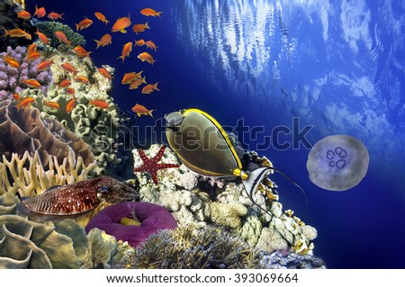 Coral Reef and Tropical Fish in Sunlight. Red Sea, Egypt