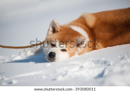 Akita inu on the snow Royalty-Free Stock Photo #393080011