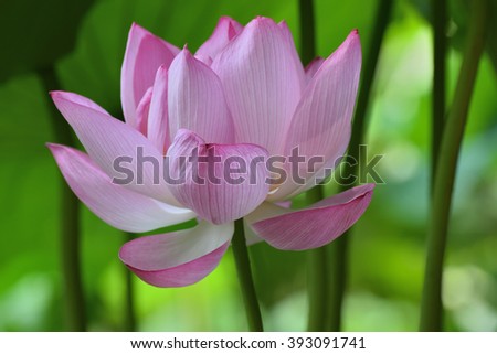 Lotus flower in peaceful natural background. Photo taken at a park in Japan