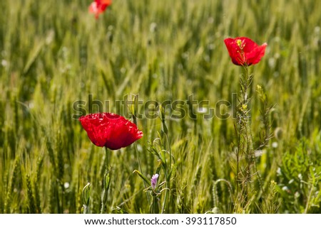 Poppies (Papaver rhoeas) in the wheat field