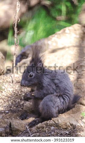 Black squirrel standing on a rock.

