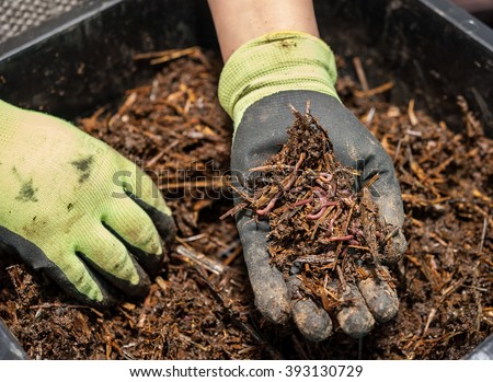 The worm composting is a great fertilizer