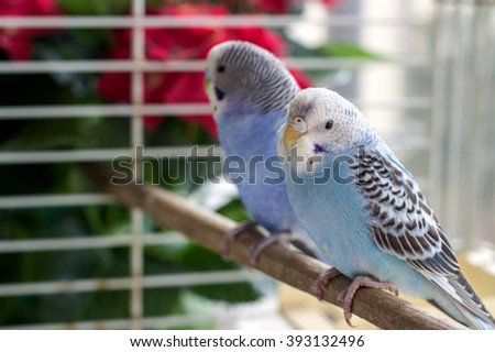 Birds in a cage. Royalty-Free Stock Photo #393132496