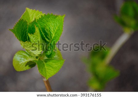 macro detail of plant's leaf