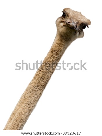 Head of an ostrich close up. Royalty-Free Stock Photo #39320617